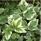 Сныть обыкновенная Variegatum