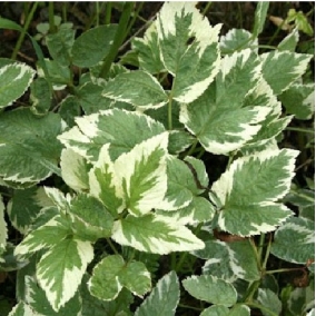 Сныть обыкновенная Variegatum