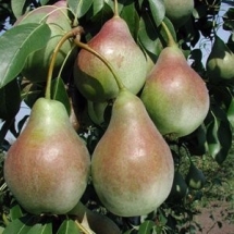 Груша Аллегро