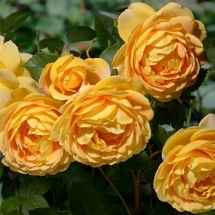 Роза Golden Celebration