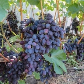 Виноград Кодрянка