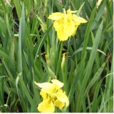 Ирис болотный (аировидный) Plena