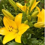 Лилия Yellow Diamond