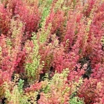 Барбарис Тунберга Erecta