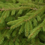 Ель европейская (обыкновенная)