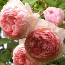 Роза английская (Austin) William Morris