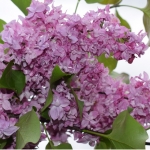 Сирень обыкновенная Олимпиада Колесникова