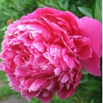 Пион молочноцветковый Red Sarah Bernhardt