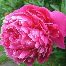 Пион молочноцветковый Red Sarah Bernhardt
