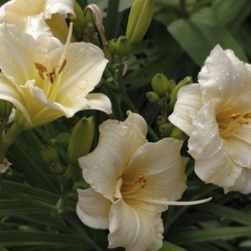 Лилейник Longfields Pearl