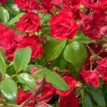 Розы на штамбе