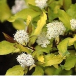 Дерен белый Aurea