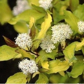 Дерен белый Aurea