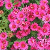 Астра новоанглийская Andenken an Alma Poetschke