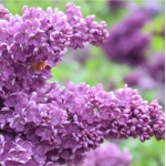 Сирень обыкновенная Леонид Леонов