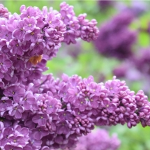 Сирень обыкновенная Леонид Леонов