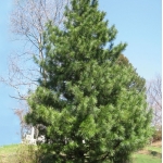 Сосна кедровая корейская