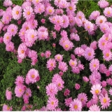 Астра кустарниковая Rosenwichtel