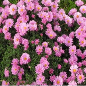 Астра кустарниковая Rosenwichtel