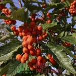 Рябина тюрингская Фастигиата