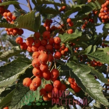 Рябина тюрингская Фастигиата