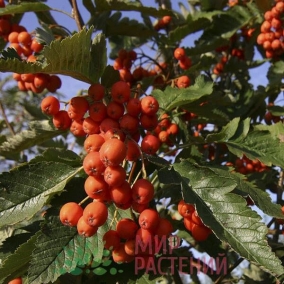 Рябина тюрингская Фастигиата