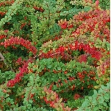 Барбарис Тунберга Green Carpet