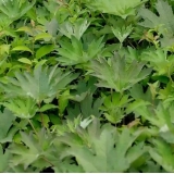 Белокопытник Татеваки