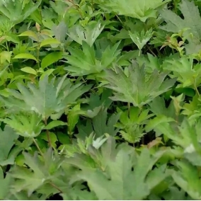 Белокопытник Татеваки