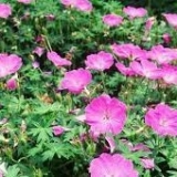 Герань кроваво-красная