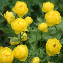 Купальница культурная