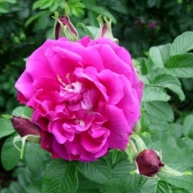 Роза гибрид rugosa Purple Roadrunner