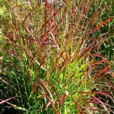 Просо прутьевидное Rotstrahlbusch