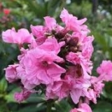 Флокс метельчатый Zenobia