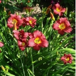 Лилейник Pardon Me