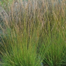 Молиния голубая Heidezwerg