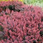 Барбарис Тунберга Atropurpurea Nana