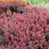 Барбарис Тунберга Atropurpurea Nana