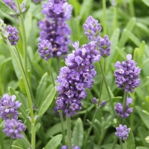 Лаванда узколистная Avignon Early blue