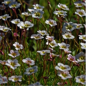 Камнеломка Арендса (белая)