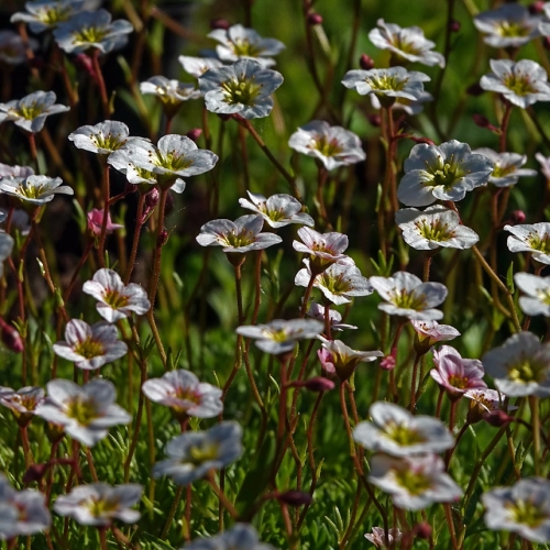 Камнеломка Арендса (белая)