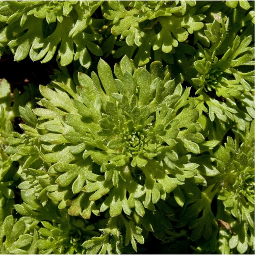 Камнеломка Арендса (белая)