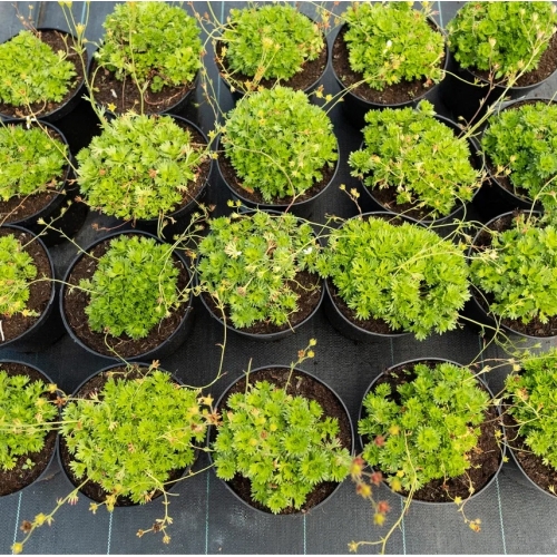 Камнеломка Арендса (белая)