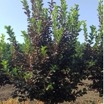 Черемуха виргинская Shubert