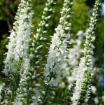 Вероника длиннолистная White