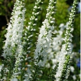 Вероника длиннолистная White