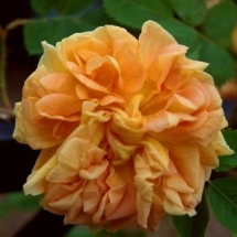 Роза Soleil d'Or'