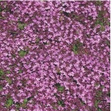 Тимьян Дорфлера