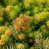 Седум (очиток) отогнутый Yellow Cushion