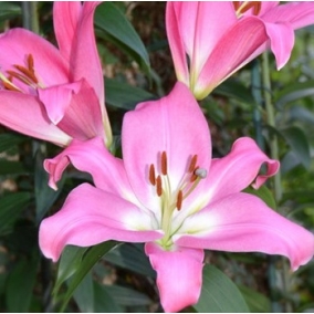 Лилия Tabledance